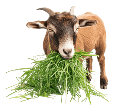 goat eating fresh grass, showcasing its natural behavior in vibrant setting. This captures essence of farm life and connection between animals and nature png