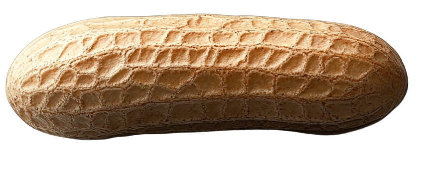 Single Raw Peanut in Shell, Isolated on Transparent Background, png