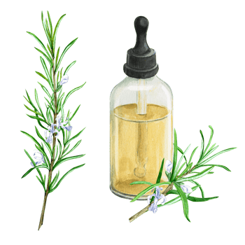 Bottle of rosemary essential oil and branch with flowers isolated on background. Watercolor illustration. Composition for phytoproduct design. Botanical drawing. png