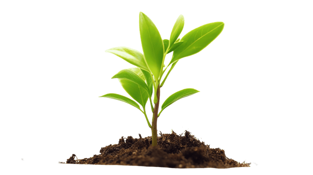Young Plant on Transparent Background. Tree, Sprout, Green png