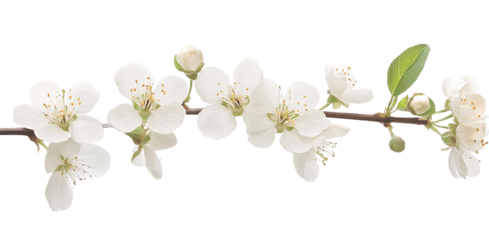 A detailed close up of white cherry blossoms on a branch png