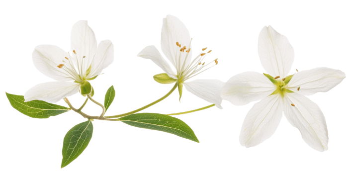 Delicate white flowers with green stems and leaves are shown png