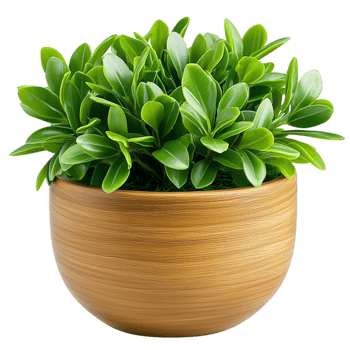 Petite succulent plant resting inside a stylish ceramic pot, its plump green leaves adding a sleek decorative modern touch. png
