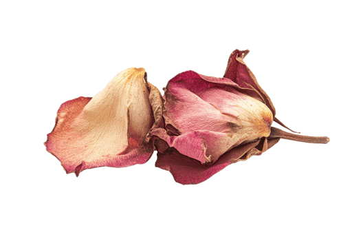 A Delicate Rose That Is Slowly Withering Away In Its Beauty png