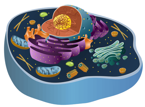 Animal cell with organelle struture png