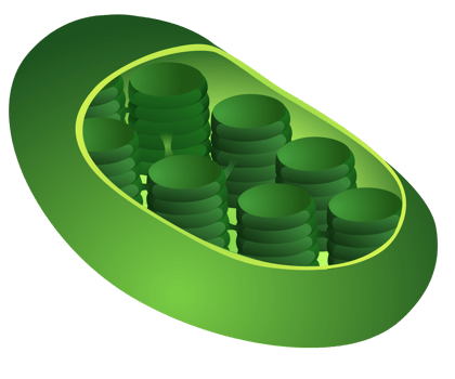 Chloroplast in plant cell element png