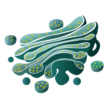 Golgi apparatus organelle for animal cell element png