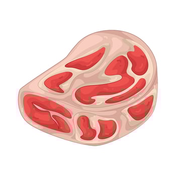 Illustration of meat slice vector