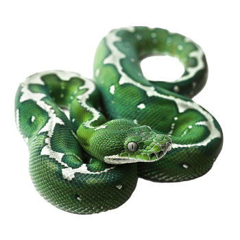 Emerald Tree Boa Close Up Stunning Green Scales Reptile Wildlife Nature png