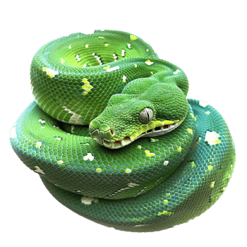 Closeup of a Green Tree Python Beautifully Coiled Showing Scales and Eye Detail png
