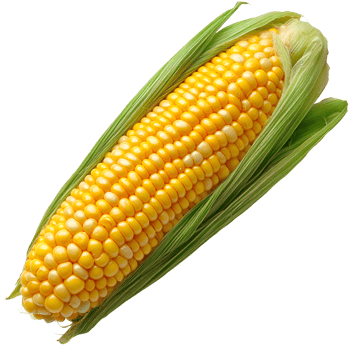 Freshly Harvested Ear of Corn on the Cob with Husks png