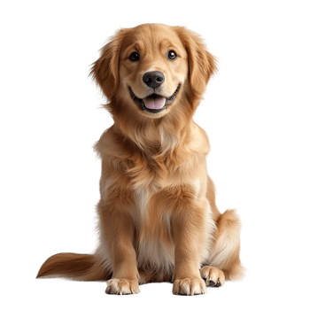 Adorable Golden Retriever Puppy Sitting and Smiling png