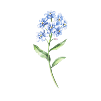 Branch with forget-me-not flowers. Isolated watercolor illustration of a flower for holiday decoration, textile printing, gardening blog design. png
