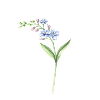 Branch with unblown buds of forget-me-not. Isolated watercolor illustration of a flower for holiday decoration, textile printing, gardening blog design. png