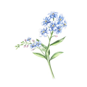 Branch with flowers and unblown buds of forget-me-not. Isolated watercolor illustration of a flower for holiday decoration, textile printing, gardening blog design. png