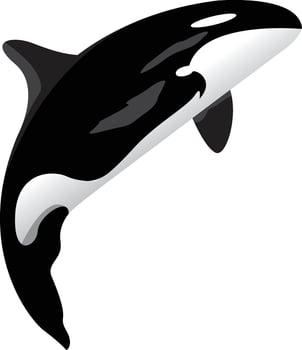 Orca whale icon Realistic illustration . vector