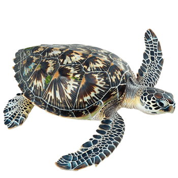 A Stunning Closeup of a Hawksbill Sea Turtle Swimming Gracefully Underwater png