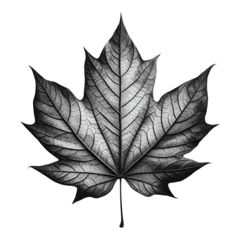 Inked Maple Leaf Art in Black png