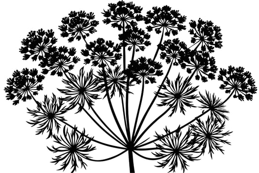 Elegant Black and White Illustration of a Wildflower vector