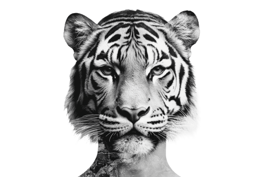 Tiger face and human silhouette merge in creative artwork png