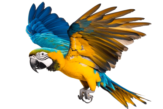 Colorful macaw in mid flight against a clear backdrop png