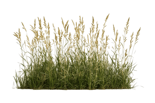 Green grass with golden flowers on a transparent background png