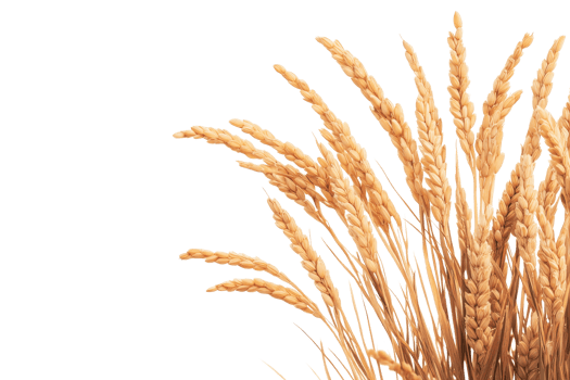 Wheat stalks arranged artistically on a transparent background png