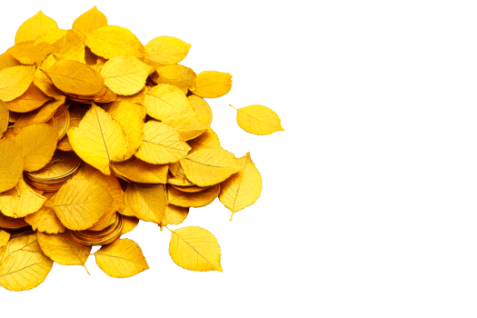 Yellow autumn leaves scattered on a transparent background png