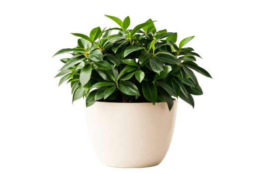Green houseplant in a round white pot for indoor decoration png