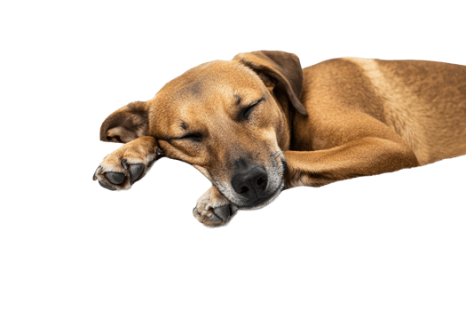 Lying brown dog peacefully sleeping with eyes closed png