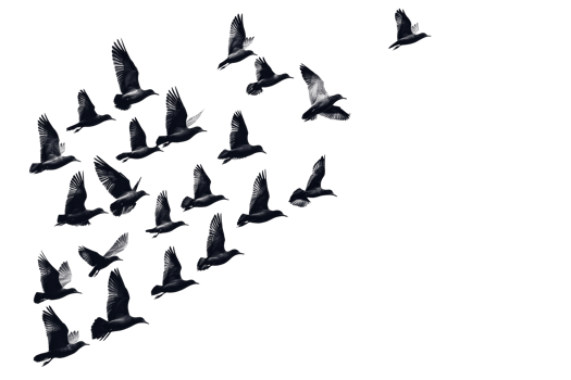 Birds flying in formation against a transparent background png