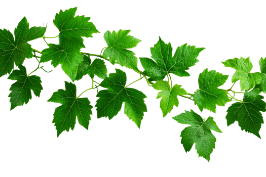Green vine leaves with a transparent background for design use png
