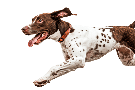 Dog running joyfully in mid air with a big smile png
