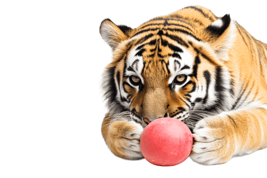 Tiger cub resting on the paws with red ball, cut out transparent png