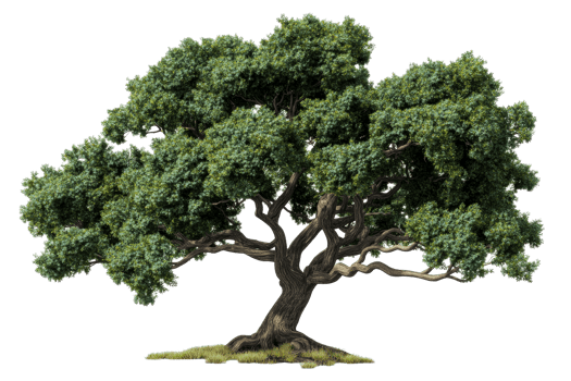 Mature tree with lush foliage, isolated , cut out transparent png