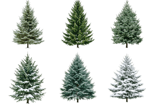 Six firs with and without snow, variety of evergreen, cut out transparent png