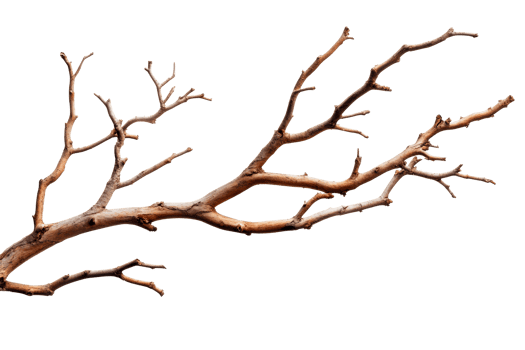 Dry branch of tree with bizarre curves, cut out transparent png