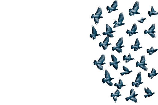 Flock of Birds in Flight Against Black Background, cut out transparent png