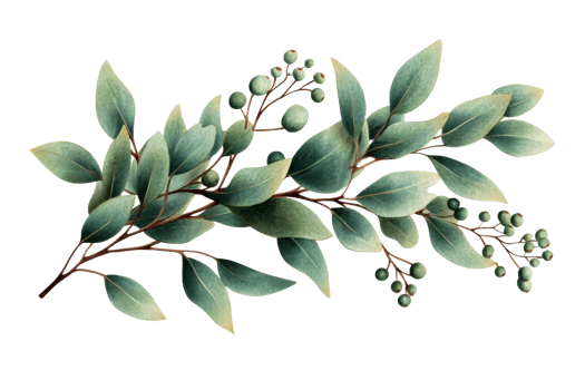 Watercolor eucalyptus leaves with berries, botanical illustration, cut out transparent png