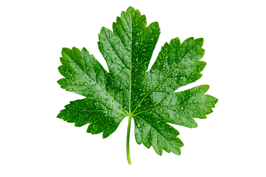 Green leaf with water droplets, isolated on black background, cut out transparent png