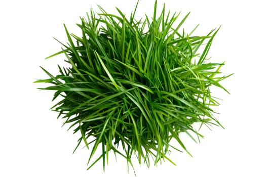 Artificial Green Grass on Black Background, cut out transparent png
