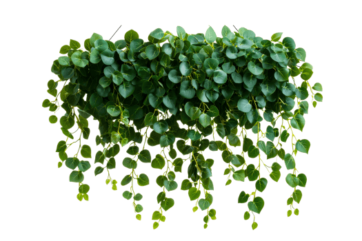 Hanging green leaves, decorative plant, foliage background, cut out transparent png