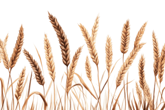 Wheat illustration, farm harvest design element, rural nature , cut out transparent png