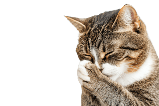Brown tabby cat covers muzzle with paw, cut out transparent png