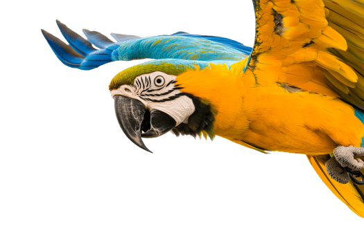 Blue and gold macaw parrot, vibrant plumage, black background, cut out transparent png