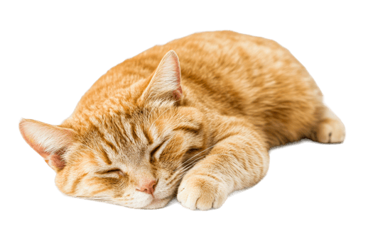 Sleeping orange tabby cat, domestic feline, cute pet animal, cut out transparent png