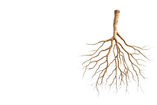 Isolated tree roots on black background, cut out transparent png