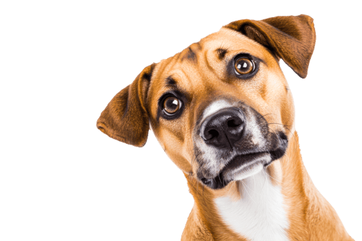 Curious dog tilting head, pet animal portrait looking up, cut out transparent png