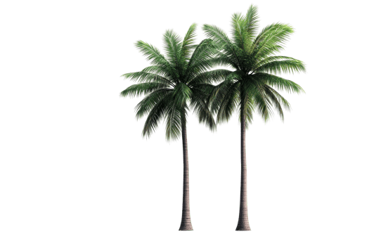 Two palm trees with vibrant green leaves png