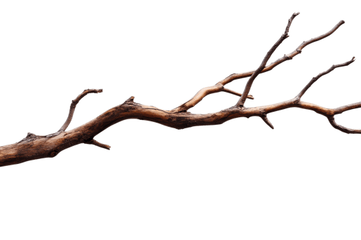 Twisted branch on clear background png